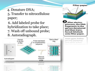 4. Denature DNA;
5. Transfer to nitrocellulose
paper;
6. Add labeled probe for
hybridization to take place;
7. Wash off unbound probe;
8. Autoradiograph.
 