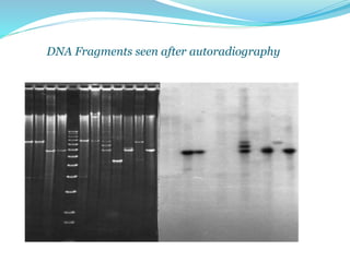 DNA Fragments seen after autoradiography
 