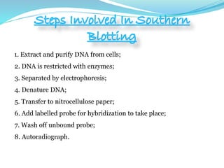 1. Extract and purify DNA from cells;
2. DNA is restricted with enzymes;
3. Separated by electrophoresis;
4. Denature DNA;
5. Transfer to nitrocellulose paper;
6. Add labelled probe for hybridization to take place;
7. Wash off unbound probe;
8. Autoradiograph.
 
