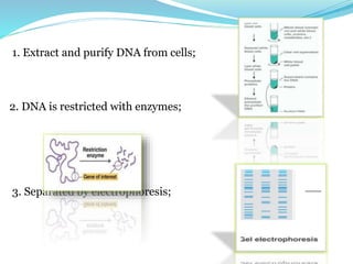 1. Extract and purify DNA from cells;
2. DNA is restricted with enzymes;
3. Separated by electrophoresis;
 