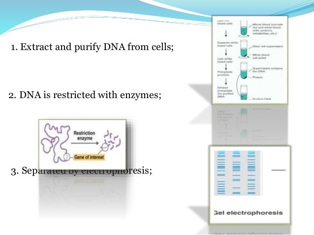 southern hybridization analysis southern hybridization analysis