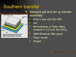 Southern transfer Measure gel and set up transfer assembly:  Wick in tray with 20x SSC Gel Nitrocellulose or Nylon filters (soaked in H 2 O and 20x SSC) 3MM Whatman filter paper Paper towels Weight 