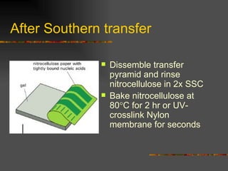 After Southern transfer Dissemble transfer pyramid and rinse nitrocellulose in 2x SSC Bake nitrocellulose at 80  C for 2 hr or UV-crosslink Nylon membrane for seconds  