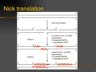 Nick translation 
