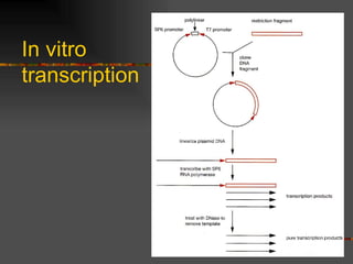 In vitro transcription 
