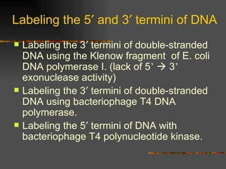 Labeling the 3   termini of double-stranded DNA using the Klenow fragment  of E. coli DNA polymerase I. (lack of 5 ’     3 ’  exonuclease activity) Labeling the 3   termini of double-stranded DNA using bacteriophage T4 DNA polymerase. Labeling the 5   termini of DNA with bacteriophage T4 polynucleotide kinase. Labeling the 5   and 3   termini of DNA 