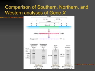 Comparison of Southern, Northern, and Western analyses of Gene  X 