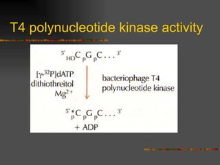 T4 polynucleotide kinase activity 