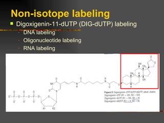 Non-isotope labeling Digoxigenin-11-dUTP (DIG-dUTP) labeling  DNA labeling Oligonucleotide labeling RNA labeling 