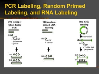 PCR Labeling, Random Primed Labeling, and RNA Labeling 