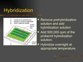 Hybridization  Remove prehybridization solution and add hybridization solution Add 500,000 cpm of the probe/ml hybridization solution. Hybridize overnight at appropriate temperature. 
