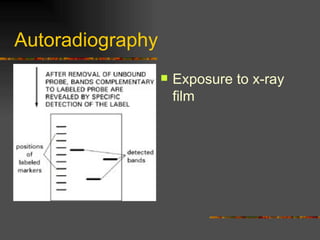 Autoradiography Exposure to x-ray film 