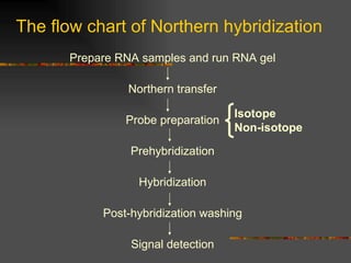 The flow chart of Northern hybridization Prepare RNA samples and run RNA gel Northern transfer Probe preparation Prehybridization Hybridization Post-hybridization washing Signal detection Isotope Non-isotope 
