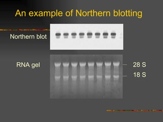An example of Northern blotting Northern blot RNA gel 28 S 18 S 