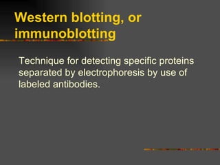 Western blotting, or immunoblotting Technique for detecting specific proteins separated by electrophoresis by use of labeled antibodies. 