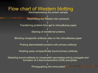 Flow chart of Western blotting Electrophoresing the protein sample Assembling the Western blot sandwich Transferring proteins from gel to nitrocellulose paper Staining of transferred proteins Blocking nonspecific antibody sites on the nitrocellulose paper Probing electroblotted proteins with primary antibody Washing away nonspecifically bound primary antibody Detecting bound antibody by horseradish peroxidase-anti-Ig conjugate and formation of a diaminobenzidine (DAB) precipitate Photographing the immunoblot 