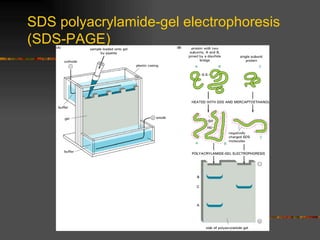 SDS polyacrylamide-gel electrophoresis (SDS-PAGE) 