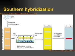 Southern hybridization Transfer buffer 