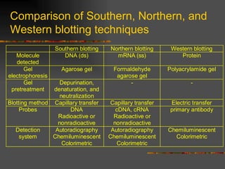 Comparison of Southern, Northern, and Western blotting techniques 