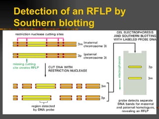 Detection of an RFLP by Southern blotting 