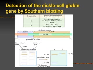 Detection of the sickle-cell globin gene by Southern blotting 