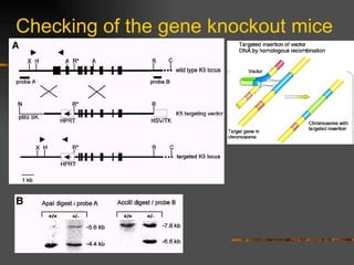 Checking of the gene knockout mice 