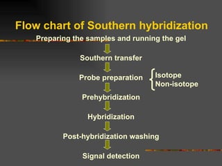 Flow chart of Southern hybridization Preparing the samples and running the gel Southern transfer Probe preparation Prehybridization Hybridization Post-hybridization washing Signal detection Isotope Non-isotope 