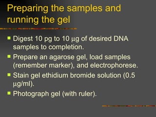 Preparing the samples and running the gel Digest 10 pg to 10   g of desired DNA samples to completion. Prepare an agarose gel, load samples (remember marker), and electrophorese. Stain gel ethidium bromide solution (0.5   g/ml).  Photograph gel (with ruler). 
