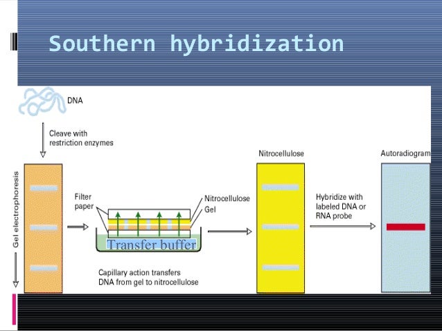 northern blot vs southern blot northern blot vs southern blot