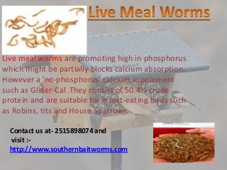 Live meal worms are promoting high in phosphorus
which might be partially blocks calcium absorption.
However a 'no-phosphorus' calcium supplement
such as Glider-Cal .They consist of 50.4% crude
protein and are suitable for insect-eating birds such
as Robins, tits and House Sparrows
Contact us at- 2515898074 and
visit :-
http://www.southernbaitworms.com
 