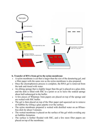 b. Transfer of RNA from gel to the nylon membrane
 A nylon membrane is cut that is larger than the size of the denaturing gel, and
a filter paper with the same size as the nylon membrane is also prepared.
 Once the electrophoresis process is complete, the RNA gel is removed from
the tank and rinsed with water.
 An oblong sponge that is slightly larger than the gel is placed on a glass dish,
and the dish is filled with SSC to a point so as to leave the soaked sponge
about half-submerged in the buffer.
 A few pieces of Whatman 3mm papers are placed on top of the sponge and
are wetted with SSC buffer.
 The gel is then placed on top of the filter paper and squeezed out to remove
air bubbles by rolling a glass pipette over the surface.
 The nylon membrane prepared is wetted with distilled water on an RNase-
free dish for about 5 minutes.
 The wetted membrane is placed on the surface of the gel while avoiding any
air bubbles formation.
 The surface is further flooded with SSC, and a few more filter papers are
placed on top of the membrane.
 