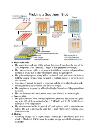 b. Electrophoresis
 The percentage and size of the gel are determined based on the size of the
DNA fragments to be separated. The gel is then prepared accordingly.
 The electrophoresis buffer is prepared with ethidium bromide and poured into
the tank in a way that is a few millimeters above the gel support.
 The gel cast is prepared along with a comb with teeth to form wells that can
hold the sample volume. Once the comb is in place, the gel is slowly poured
into the cast.
 Once the gel has set, the comb is removed, and the gel is placed on the tank.
 Running buffer is added to the tank to cover the gel.
 The samples are prepared by adding loading buffer and carefully pipetted into
the wells.
 The tank is connected to the power supply and allowed to run overnight.
c. Denaturation
 The gel is removed from the electrophoresis apparatus and placed in a glass
tray with 500 ml denaturation buffer (1.5 M NaCl and 0.5 M NaOH) for 45
minutes at room temperature.
 The denaturation buffer is poured off and replaced with a neutralization
buffer. The gel is allowed to soak for 1 hour while slowly rotating on a
platform rotator.
d. Blotting
 An oblong sponge that is slightly larger than the gel is placed on a glass dish
which is filled with SSC to leave the soaked sponge about half-submerged in
the buffer.
 