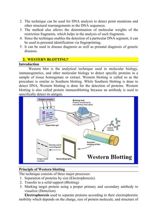 2. The technique can be used for DNA analysis to detect point mutations and
other structural rearrangements in the DNA sequences.
3. The method also allows the determination of molecular weights of the
restriction fragments, which helps in the analysis of such fragments.
4. Since the technique enables the detection of a particular DNA segment, it can
be used in personal identification via fingerprinting.
5. It can be used in disease diagnosis as well as prenatal diagnosis of genetic
diseases.
2. WESTERN BLOTTING?
Introduction
Western blot is the analytical technique used in molecular biology,
immunogenetics, and other molecular biology to detect specific proteins in a
sample of tissue homogenate or extract. Western blotting is called so as the
procedure is similar to Southern blotting. While Southern blotting is done to
detect DNA, Western blotting is done for the detection of proteins. Western
blotting is also called protein immunoblotting because an antibody is used to
specifically detect its antigen.
Principle of Western blotting
The technique consists of three major processes:
1. Separation of proteins by size (Electrophoresis).
2. Transfer to a solid support (Blotting)
3. Marking target protein using a proper primary and secondary antibody to
visualize (Detection).
Electrophoresis used to separate proteins according to their electrophoretic
mobility which depends on the charge, size of protein molecule, and structure of
 