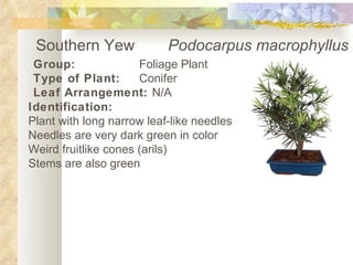 Southern Yew   Podocarpus macrophyllus Group: Foliage Plant Type of Plant: Conifer Leaf Arrangement:  N/A Identification: Plant with long narrow leaf-like needles Needles are very dark green in color Weird fruitlike cones (arils) Stems are also green 