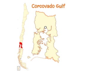 Corcovado Gulf
 