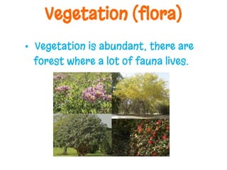 Vegetation (flora)
▪ Vegetation is abundant; there are
forest where a lot of fauna lives.
 