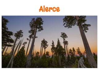 Alerce
 