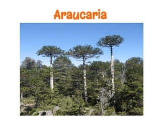 Araucaria
 