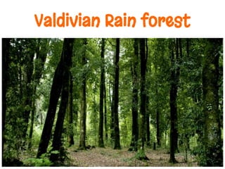 Valdivian Rain forest
 