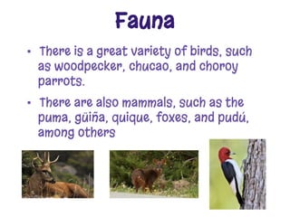 Fauna
▪ There is a great variety of birds, such
as woodpecker, chucao, and choroy
parrots.
▪ There are also mammals, such as the
puma, güiña, quique, foxes, and pudú,
among others
 
