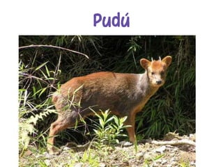 Pudú
 