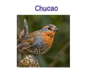 Chucao
 