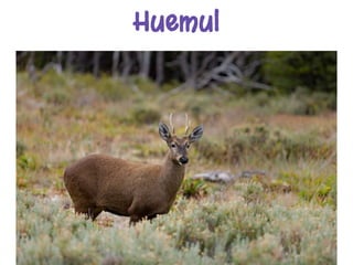 Huemul
 