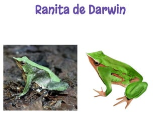 Ranita de Darwin
 