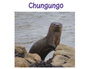 Chungungo
 