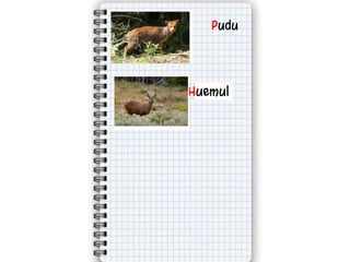 Pudu
Huemul
 