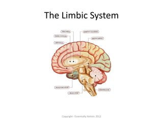 The Limbic System




    Copyright - Essentially Holistic 2012
 