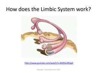 How does the Limbic System work?




      http://www.youtube.com/watch?v=BHfOui9hSg4

                Copyright - Essentially Holistic 2012
 