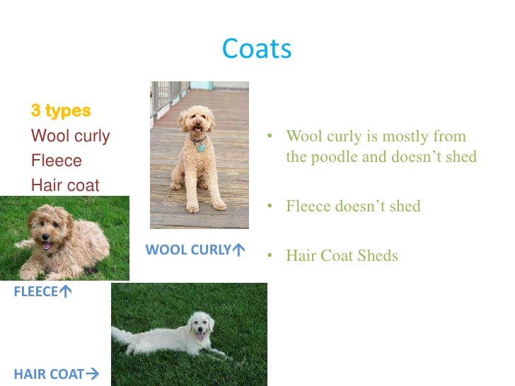 South S Labradoodles Presentation