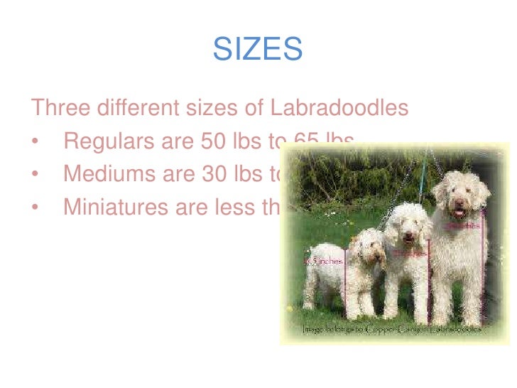 45 lb labradoodle